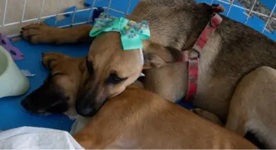 Cabo Frio realiza Feira de Adoção de Cães e Gatos neste sábado