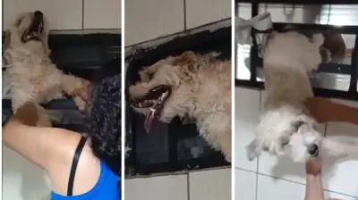 Cachorro fica preso em grade de janela após queima de fogos em São Carlos