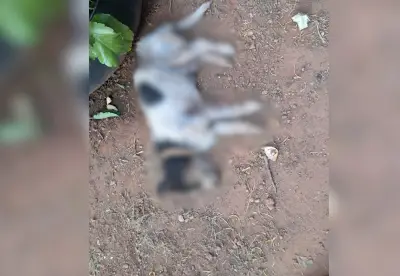 Cachorro morre atacado por pitbulls em Palmas; idosa tutora está abalada