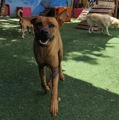 Cachorro resgatado será primeiro pet em mesa de honra na Câmara do Rio