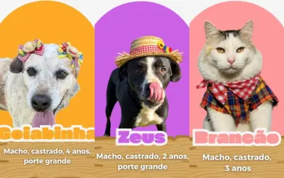 Campanha 'ArraiAU' usa festa junina para incentivar adoção de animais em Tietê