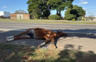 Cavalo morre atropelado por caminhão em rodovia de Piracicaba