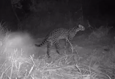Ciclista registra animais silvestres raros com câmera noturna no TO