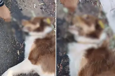 Cão comunitário morto com galho na boca é investigado em Caiuá (SP)