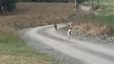 Cão espanta onça-parda em SC e viraliza; veja vídeo