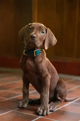 Cão real vai interpretar Scooby-Doo em nova série live-action da Netflix