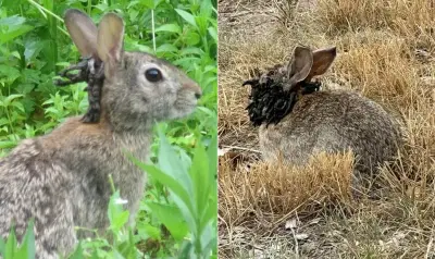Coelhos com 'tentáculos' na cabeça: infecção viral intriga EUA