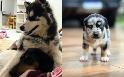Cruzamento de husky com salsicha gera filhotes fofos em Goiás; veja vídeo