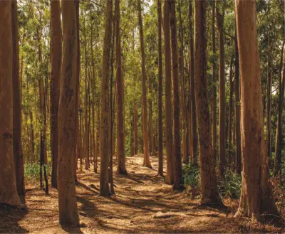 Dia dos Namorados: trilha inclusiva no Parque da Cidade, Niterói