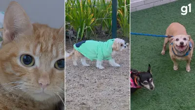 Doenças respiratórias em pets no inverno: veja como proteger cães e gatos
