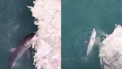 Drone flagra tubarões-brancos devorando baleia na Califórnia; veja vídeo