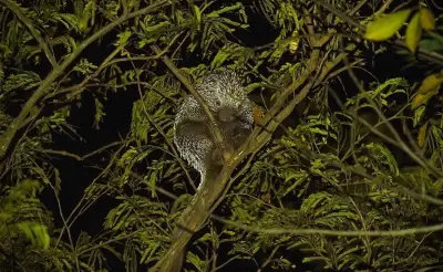 Drones termais reduzem em 20 vezes tempo para encontrar animais noturnos