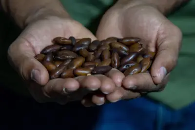 Edital do Fundo Amazônia fortalece viveiros e redes de sementes