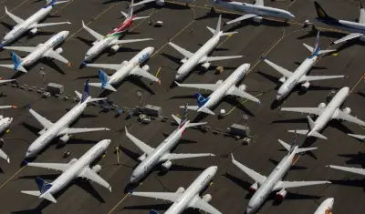 Estudo com DNA identifica 32 espécies inéditas em colisões com aeronaves no Brasil