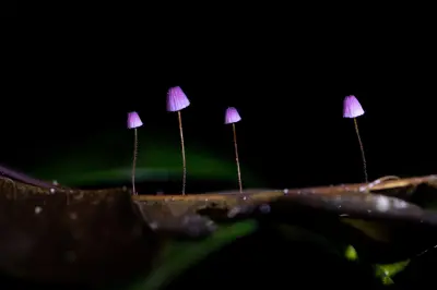 Exposição e livro revelam diversidade de cogumelos na Amazônia