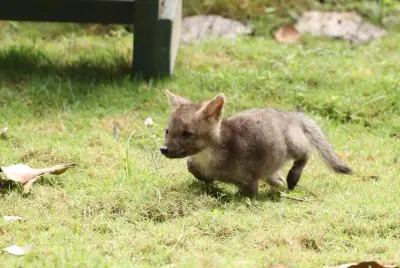 Família resgata filhote pensando ser cachorro e descobre que era raposa