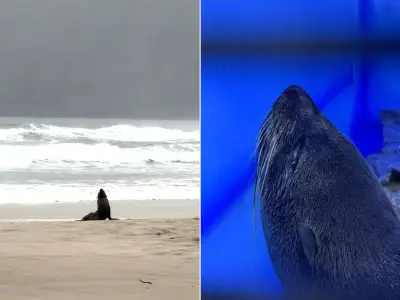 Filhote de lobo-marinho resgatado na Praia do Tombo em Guarujá