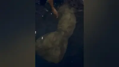 Filhote de peixe-boi resgatado em Óbidos, Pará