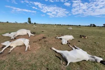 Frio extremo mata 80 bovinos em MS; Iagro orienta produtores