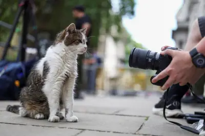 Gato Larry, mascote de Downing Street, já serviu seis premiês e é símbolo de estabilidade no Reino Unido