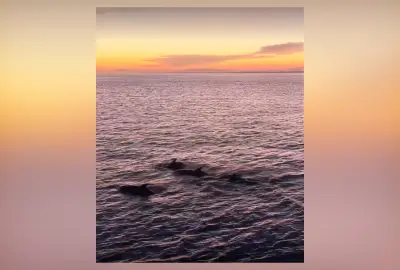 Grupo de 30 golfinhos é flagrado no pôr do sol em Arraial do Cabo