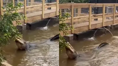 Homem preso por lançar menino de 3 anos em recinto de crocodilos no Reino Unido
