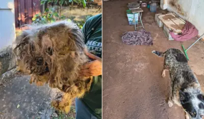 Homem preso por maus-tratos a cães em Piracicaba; um morreu