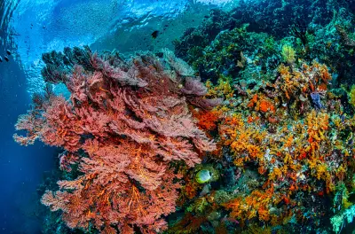 IA mapeia refúgios de corais que resistem ao aquecimento global