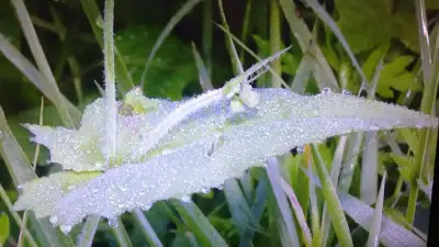 Inverno 2026 começa com frio intenso e geada em MS