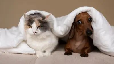 Inverno: riscos para pets e cuidados essenciais com cães e gatos