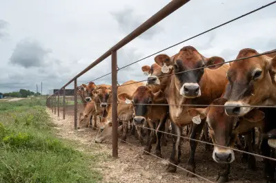 JBS fecha fábrica na Pensilvânia por escassez de gado nos EUA