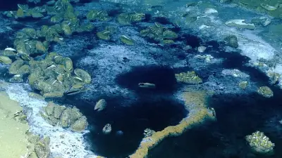 Lago 'mortal' no fundo do oceano: entenda o fenômeno no Golfo do México