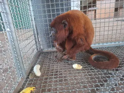 Macaca bugio e filhote resgatados após choque elétrico em RO