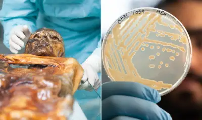 Micróbios vivos encontrados em múmia de 5.300 anos nos Alpes