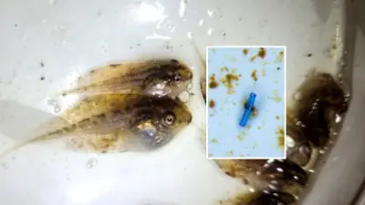 Microplásticos são detectados em girinos da Amazônia pela 1ª vez
