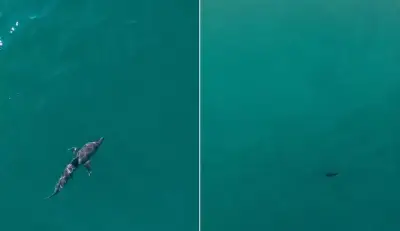 Mulher atacada por tubarão na Austrália segue em estado crítico após cirurgias