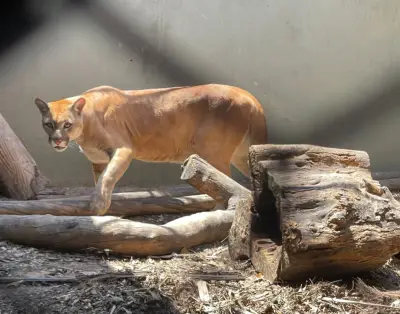 Onça-parda de cativeiro em Copacabana está entre animais de centro fechado por tuberculose