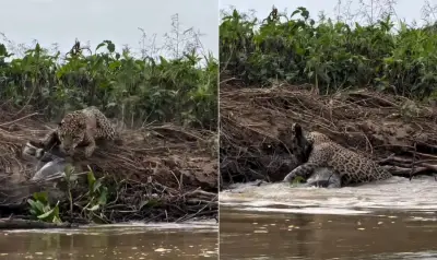 Onça-pintada atravessa rio e abate jacaré gigante no Pantanal; veja vídeo