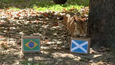 Onça-pintada Tupã 'prevê' vitória de virada do Brasil contra a Escócia na Copa 2026
