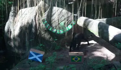 Onça-preta Poty prevê vitória do Brasil sobre a Escócia na Copa
