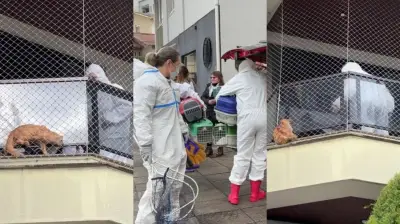Operação resgata 400 gatos aglomerados em apartamento em SC