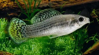 Peixe molinésia-amazona vive sem machos há 100 mil anos