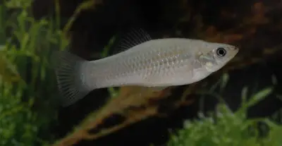 Peixe só de fêmeas desafia teoria da evolução há 100 mil anos