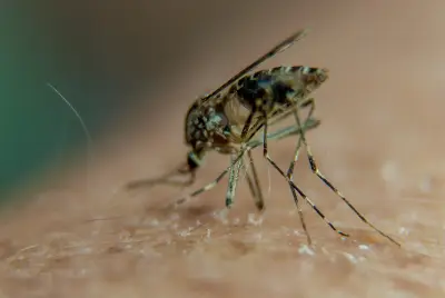 Por que algumas pessoas atraem mais mosquitos? Ciência explica