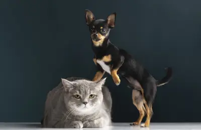 Por que cães comem de tudo e gatos são seletivos? Gene explica