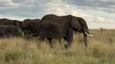 Ritz-Carlton Masai Mara Safari Camp: luxo e natureza no Quênia