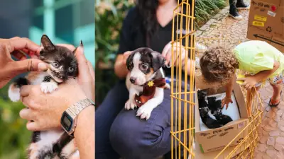 Selo 'Amigo dos Pets' em Uberlândia reconhece doações para proteção animal
