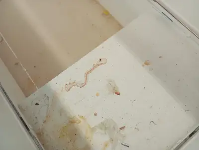 Supermercado em Cabo Frio é notificado por sujeira em freezers e abertura no teto