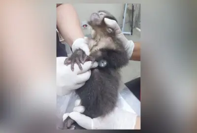 Surto de tuberculose fecha centro do Ibama no Rio