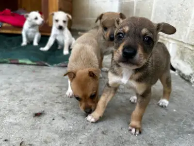 Taubaté lança Portal TaubaPet para adoção de cães e gatos